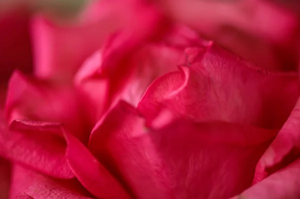 stock image Background of red rose petals, Thailand.