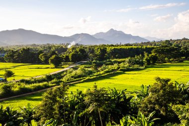Tayland 'ın Lampang bölgesindeki Muang Pan bölgesinde pirinç tarlası.