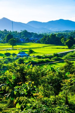 Tayland 'ın Lampang bölgesindeki Muang Pan bölgesinde pirinç tarlası.