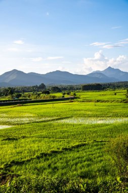 Tayland 'ın Lampang bölgesindeki Muang Pan bölgesinde pirinç tarlası.