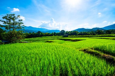 Tayland 'ın Chiangmai bölgesindeki pirinç tarlası..