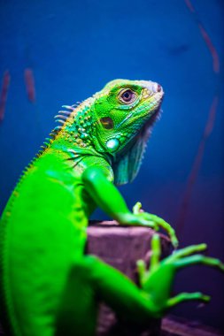 Tayland 'da yeşil iguana.