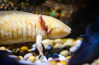 Axolotl in the water, Thailand.