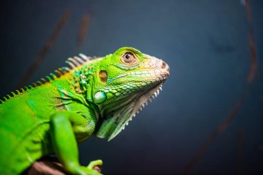 Green Iguana in Thai, Thailand.