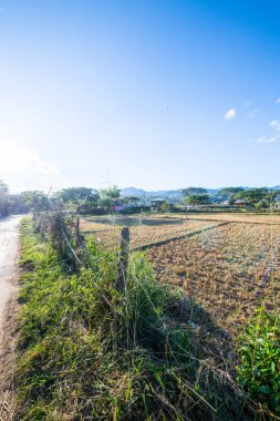 Agricultural field in Mueang Khong district of Chiangmai province, Thailand.
