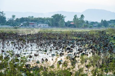 Tayland, Phayao kırsalındaki nilüfer havuzu..