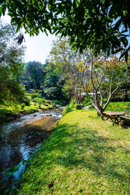 Mountain stream in Chiangmai province, Thailand.