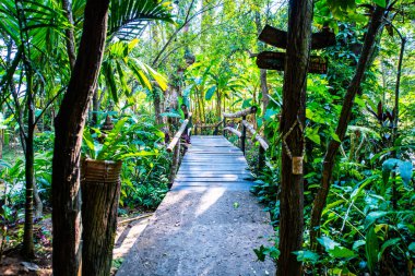 Small bridge with natural park in Chiangmai province, Thailand.