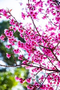 Wild Himalayan cherry or Thai style sakura flower, Thailand.