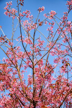 Vahşi Himalaya kirazı ya da Tayland usulü sakura çiçeği, Tayland.