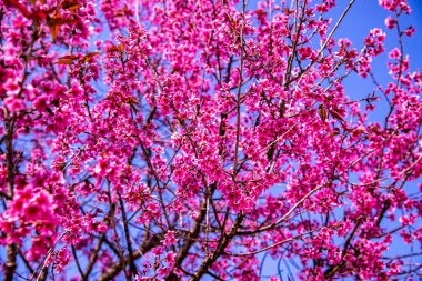 Wild Himalayan cherry or Thai style sakura flower, Thailand.