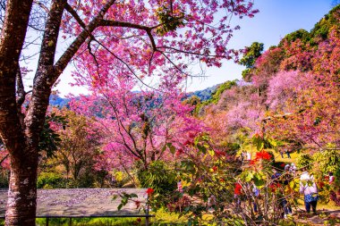 Beautiful Wild Himalayan Cherry Trees in Khun Changkhian Highland Agricultural Research and Training Station, Thailand.