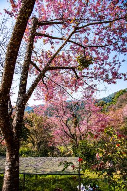 Beautiful Wild Himalayan Cherry Trees in Khun Changkhian Highland Agricultural Research and Training Station, Thailand.