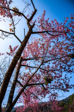 Beautiful Wild Himalayan Cherry Trees in Khun Changkhian Highland Agricultural Research and Training Station, Thailand.
