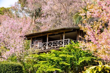 Beautiful Wild Himalayan Cherry Trees in Khun Changkhian Highland Agricultural Research and Training Station, Thailand.