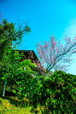 Beautiful Wild Himalayan Cherry Trees in Khun Changkhian Highland Agricultural Research and Training Station, Thailand.