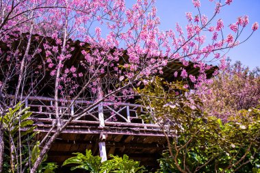 Beautiful Wild Himalayan Cherry Trees in Khun Changkhian Highland Agricultural Research and Training Station, Thailand.