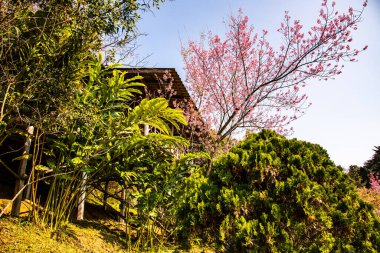Beautiful Wild Himalayan Cherry Trees in Khun Changkhian Highland Agricultural Research and Training Station, Thailand.