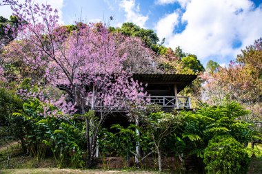 Beautiful Wild Himalayan Cherry Trees in Khun Changkhian Highland Agricultural Research and Training Station, Thailand.