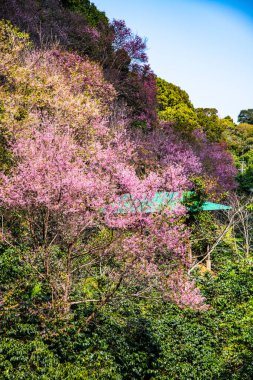 Beautiful Wild Himalayan Cherry Trees in Khun Changkhian Highland Agricultural Research and Training Station, Thailand.