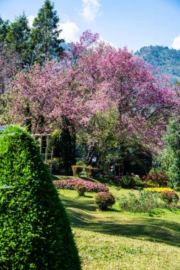 Wild Himalayan Cherry in Khun Wang royal project, Thailand.