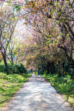 Wild Himalayan Cherry in Khun Wang royal project, Thailand.