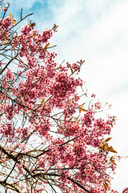 Vahşi Himalaya Kiraz Çiçeği, Tayland.