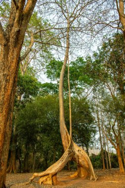 Amazing Sompong tree in Doi Phu Nang national park, Thailand.