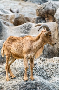 Barbary sheep in Thai, Thailand.
