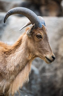 Barbary sheep in Thai, Thailand.