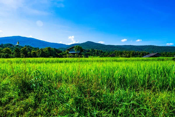 Pole Ryżowe Prowincji Chiangmai Tajlandia — Zdjęcie stockowe