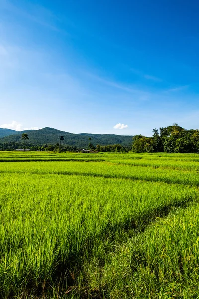 Campo Arroz Provincia Chiangmai Tailandia —  Fotos de Stock