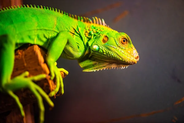 Green Iguana Thai Thailand — Stock Fotó