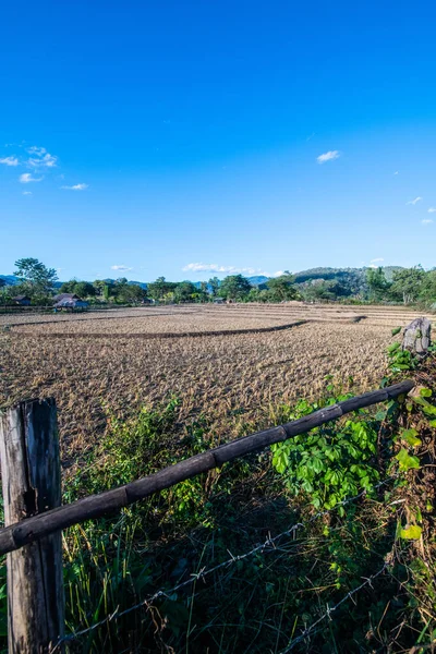 Agricultural Field Mueang Khong District Chiangmai Province Thailand —  Fotos de Stock