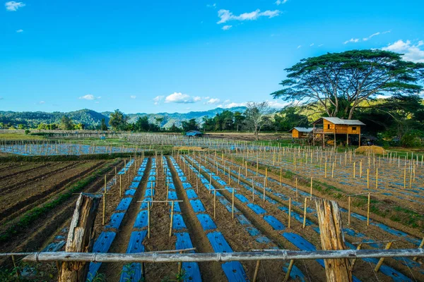 Jordbruksmark Distriktet Mueang Khong Provinsen Chiangmai Thailand — Stockfoto