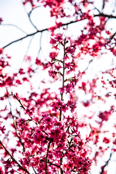 野生喜马拉雅山樱花或泰式萨卡花 — 图库照片
