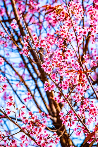 Vilda Himalayanska Körsbär Eller Thailändska Sakura Blomma Thailand — Stockfoto
