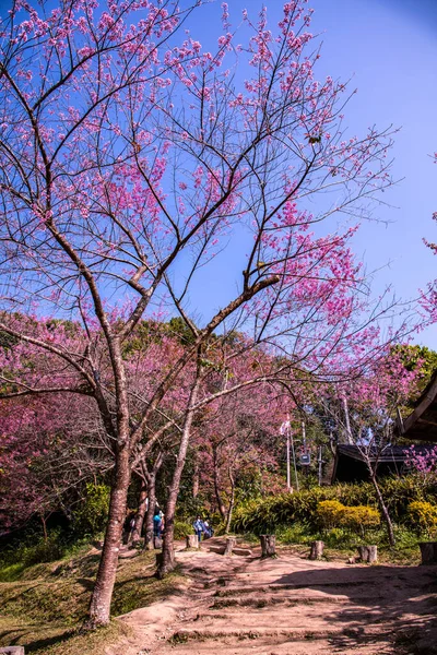 Beautiful Wild Himalayan Cherry Trees Khun Changkhian Highland Agricultural Research — Stockfoto