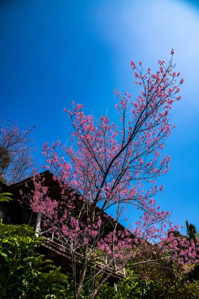 Beautiful Wild Himalayan Cherry Trees Khun Changkhian Highland Agricultural Research — Stok fotoğraf