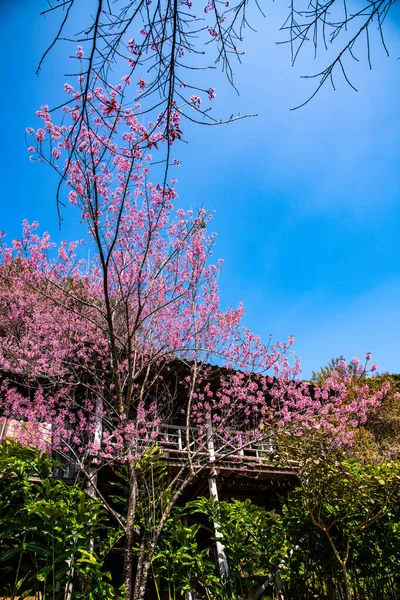 Beautiful Wild Himalayan Cherry Trees Khun Changkhian Highland Agricultural Research — ストック写真