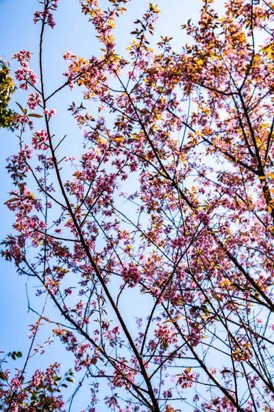 Hermosos Cerezos Del Himalaya Salvaje Provincia Chiangmai Tailandia —  Fotos de Stock