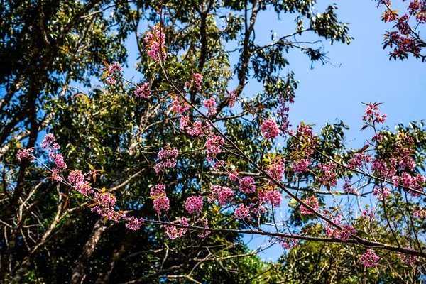 Όμορφη Άγρια Δέντρα Κερασιάς Ιμαλαΐων Στην Επαρχία Chiangmai Ταϊλάνδη — Φωτογραφία Αρχείου