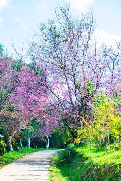 Wild Himalayan Cherry Khun Wang Royal Project Thailand — Stok fotoğraf