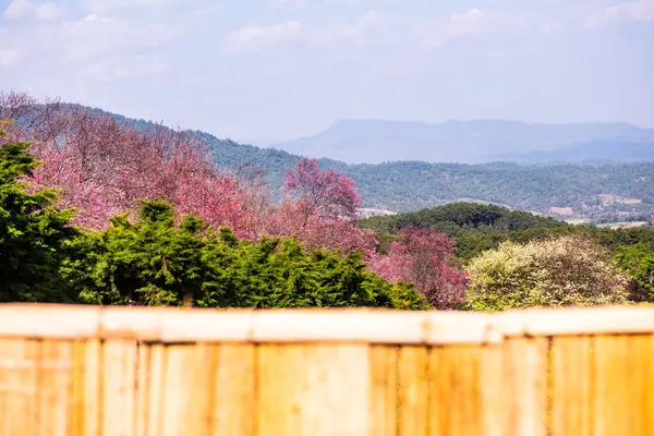 stock image Wild Himalayan Cherry flower in Khun Wang royal project, Thailand.