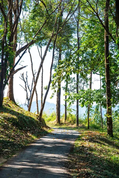 Stock image Natural trail in Doi Phu Kha national park, Thailand.