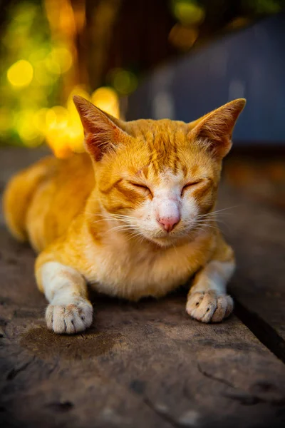 在木制面板上的泰国猫 — 图库照片