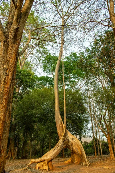 Удивительное Дерево Сомпонг Национальном Парке Дойпху Нанг Таиланд — стоковое фото