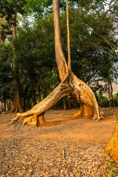 Amazing Sompong Tree Doi Phu Nang National Park Thailand — Stock Photo, Image