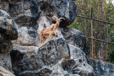 Barbary sheep in Thai, Thailand.