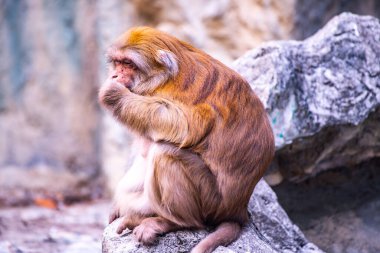 Assam Macaque in Thai, Thailand.